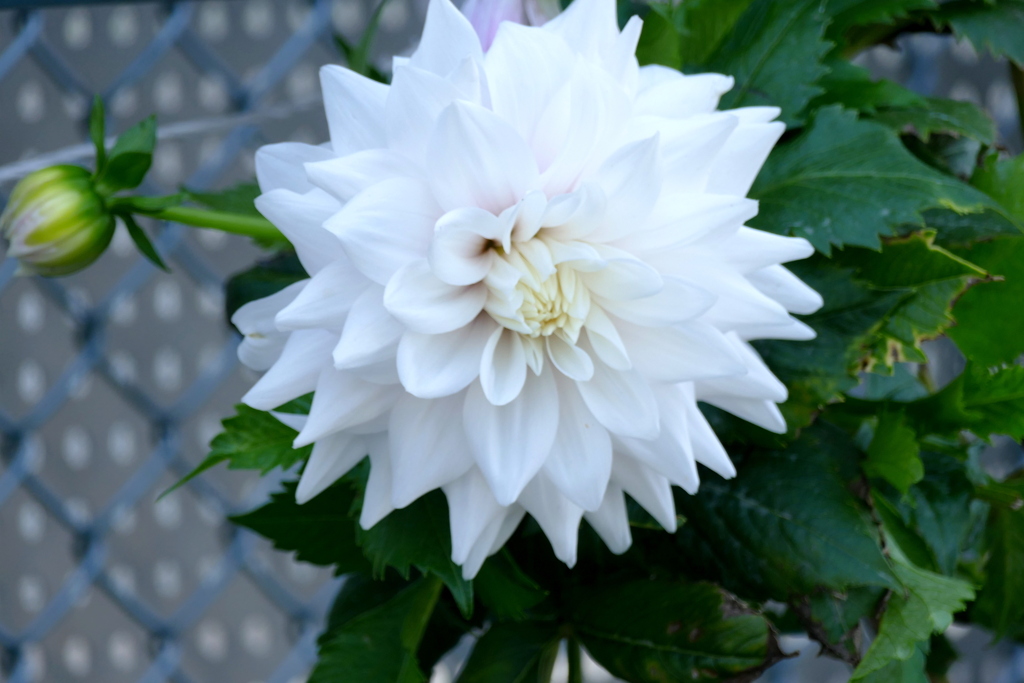 公園の咲くの白いダリア