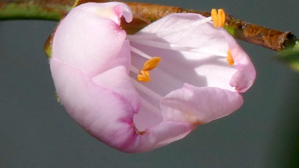 アーモンドの花