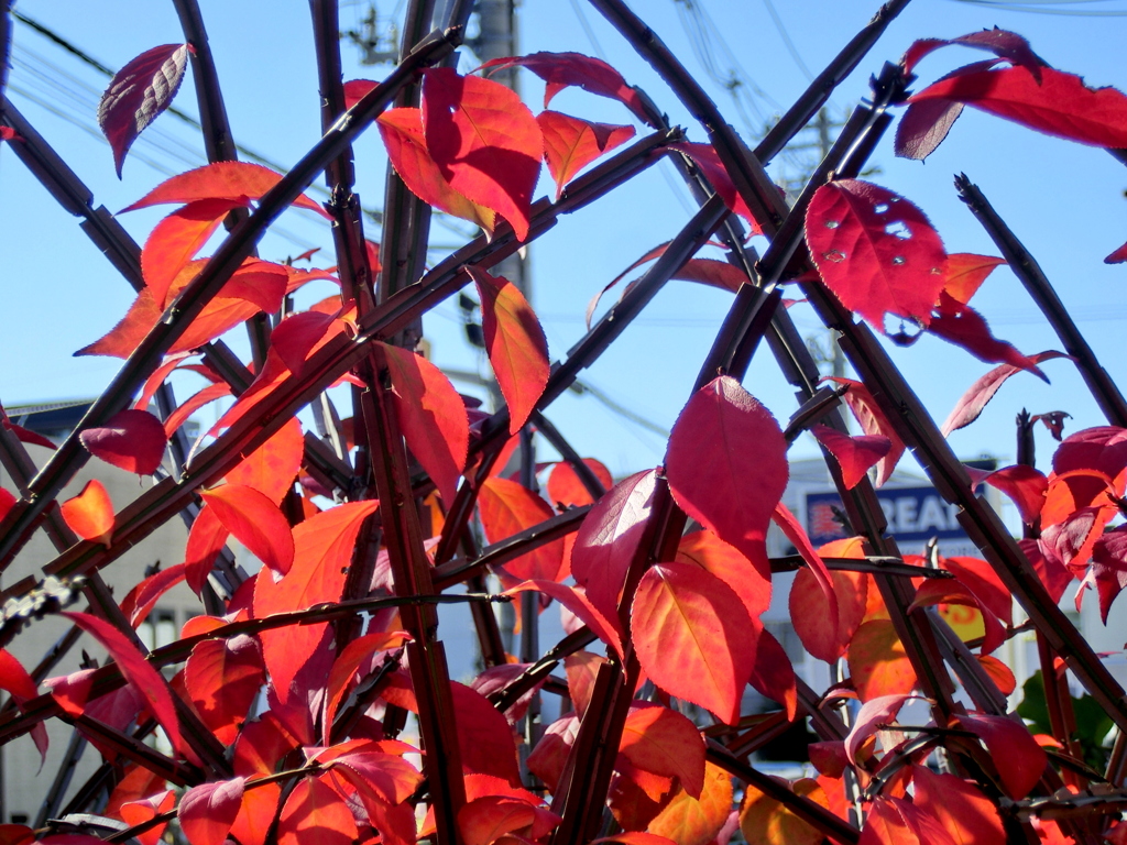 足立区中央本町の区役所公園の垣根のニシキギ