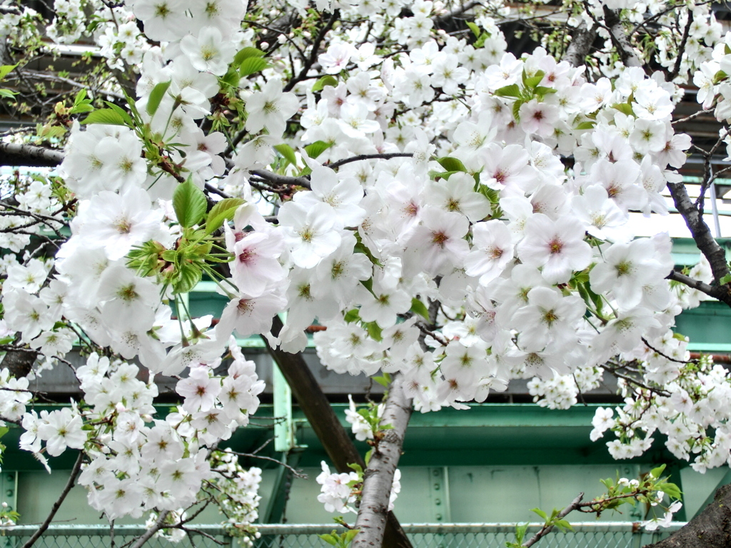 三河島駅ホーム下の満開の大島桜