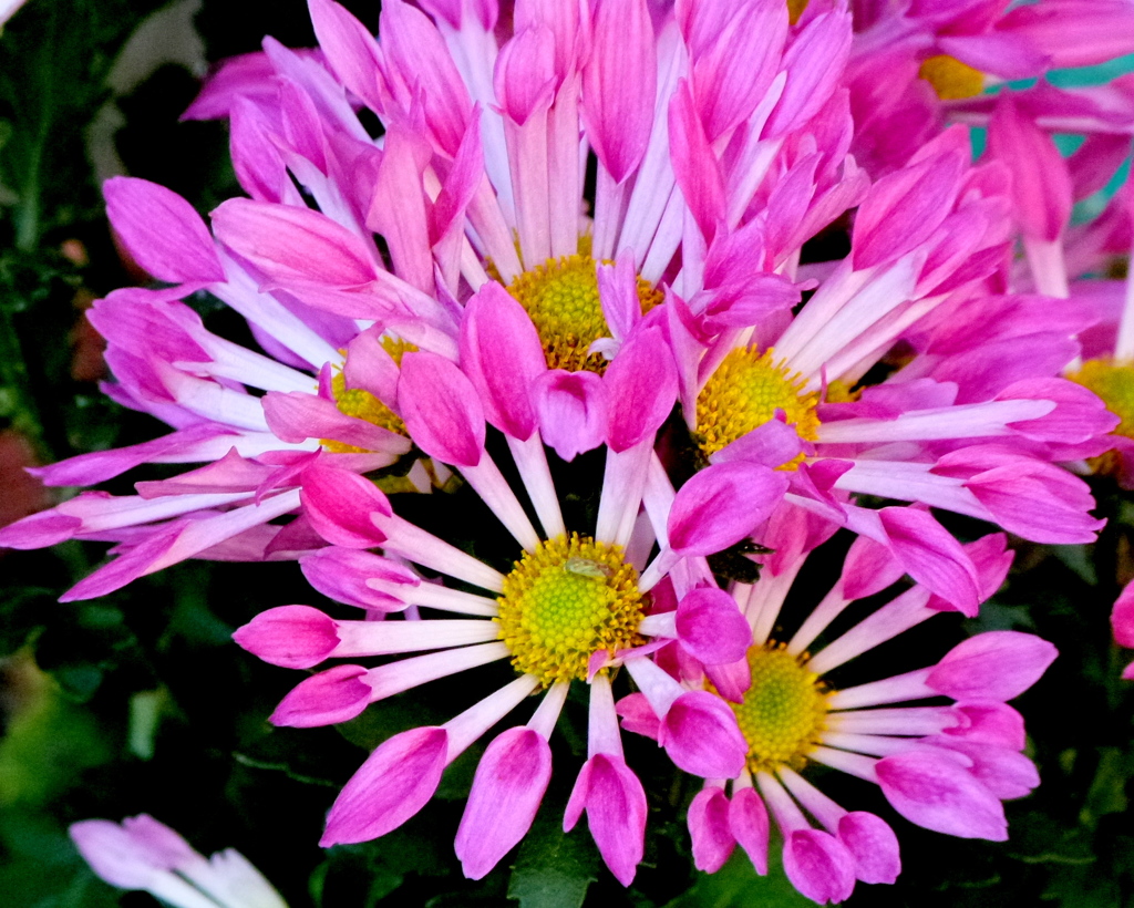 風車咲ピンクのスプレーマム