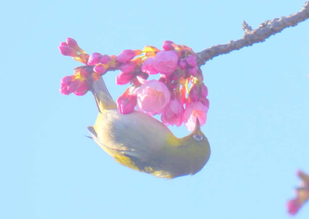 咲き始めたオオカンザクラの蜜を吸うメジロ