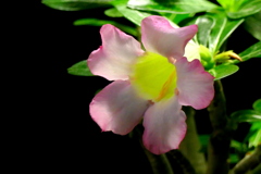 アデニウム・アラビカムの花