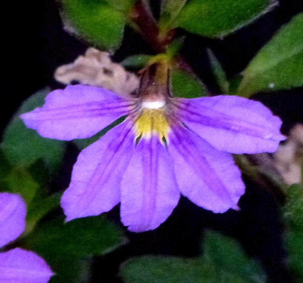 ブルーファンフラワー