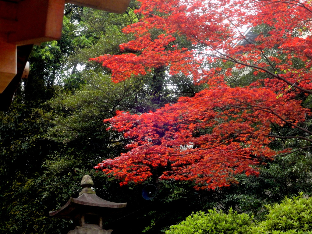 根津神社の階段の上の御稲荷神社のノムラ紅葉