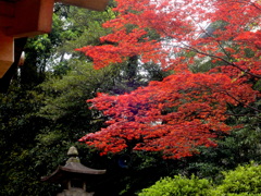 根津神社の階段の上の御稲荷神社のノムラ紅葉