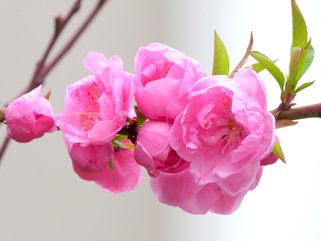 早咲きの花桃ですね