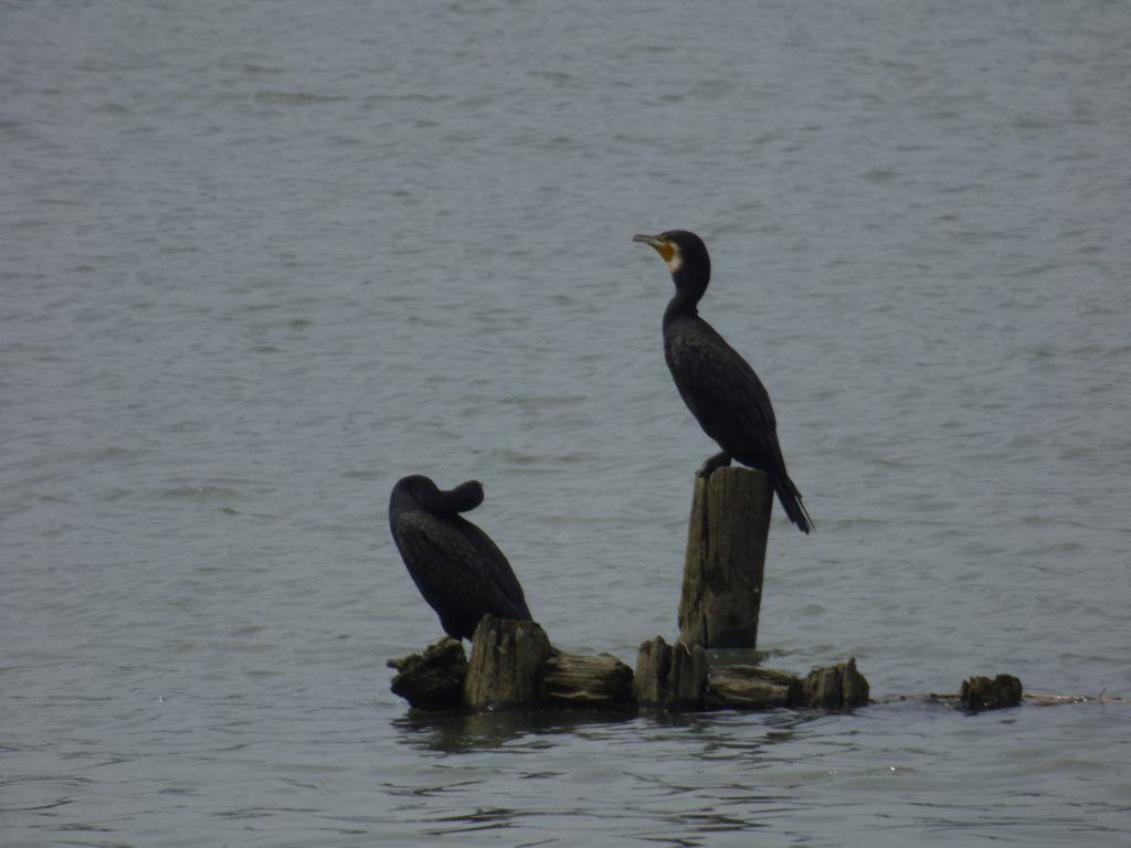 荒川河原のカワウ