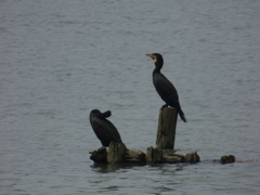 荒川河原のカワウ
