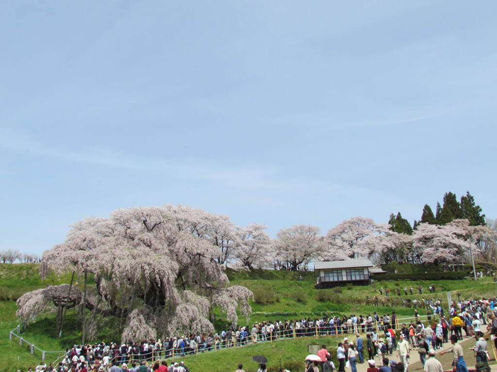三春の滝桜の人気が