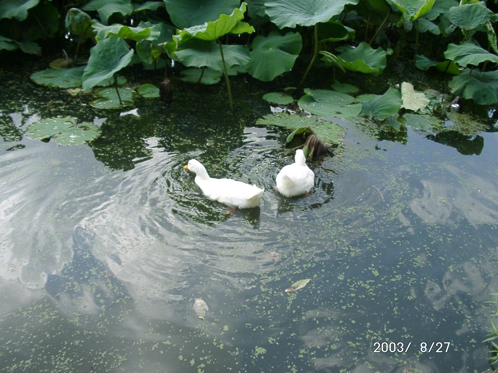 初期のデジカメで撮った不忍池の水面の風景