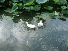 初期のデジカメで撮った不忍池の水面の風景