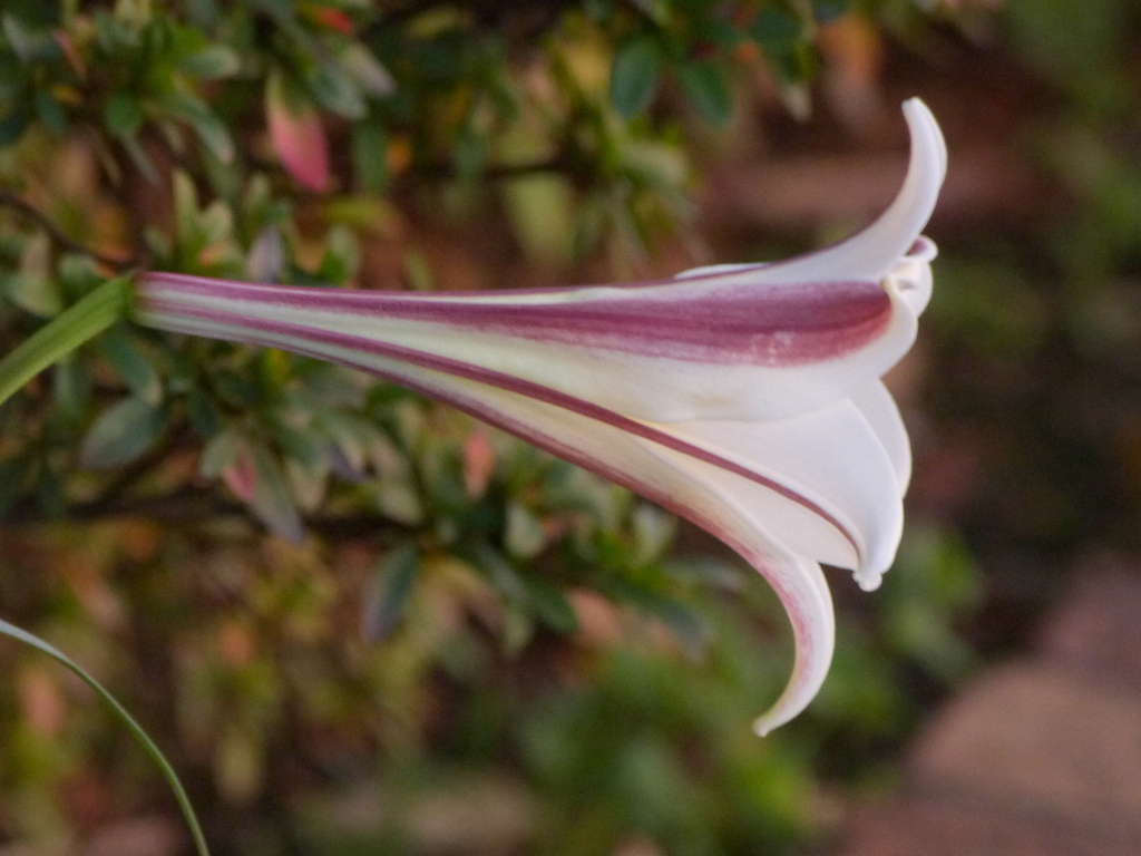 暮れの高砂ユリ