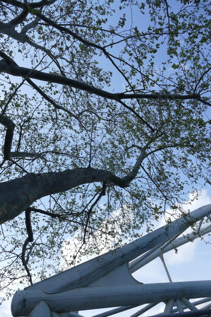 千住大橋のプラタナスの芽ぶき