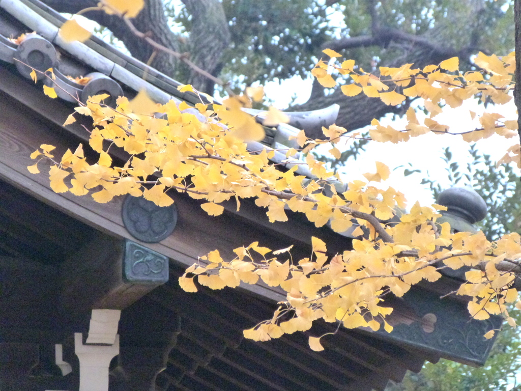 千住長円寺のイチョウ