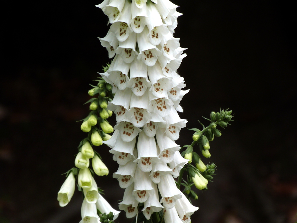白いジギタリス（フォックスグローブ）