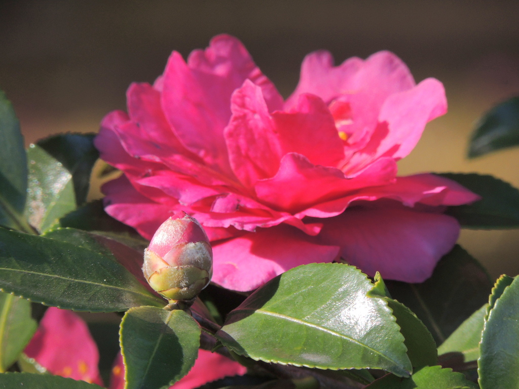 ’23新年の向島の団地の花壇の木漏れ日の一輪の山茶花