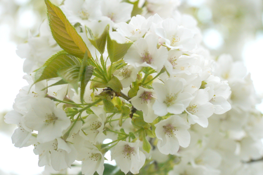 千住桜木公園の大きな手毬状の良い匂いのする大島桜