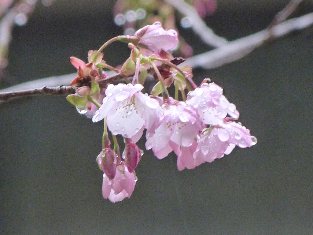 雨の日の墨田公園の一重咲きなのですが仙台屋桜参考まで