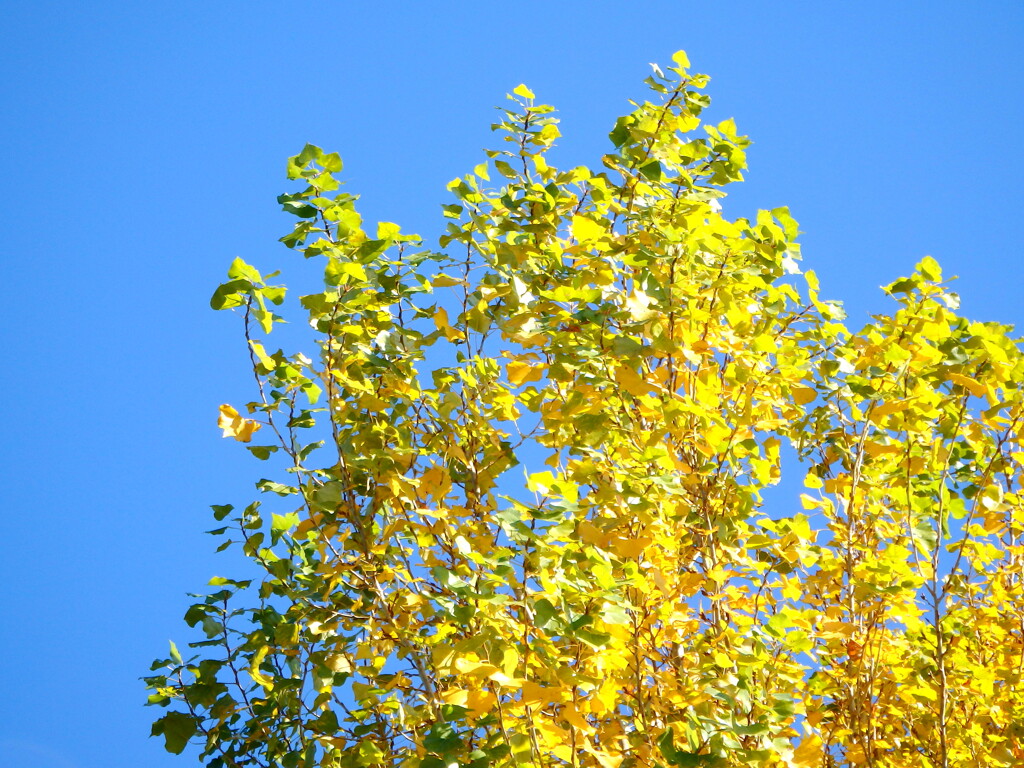 隅田川沿いの大学のグランドのポプラ
