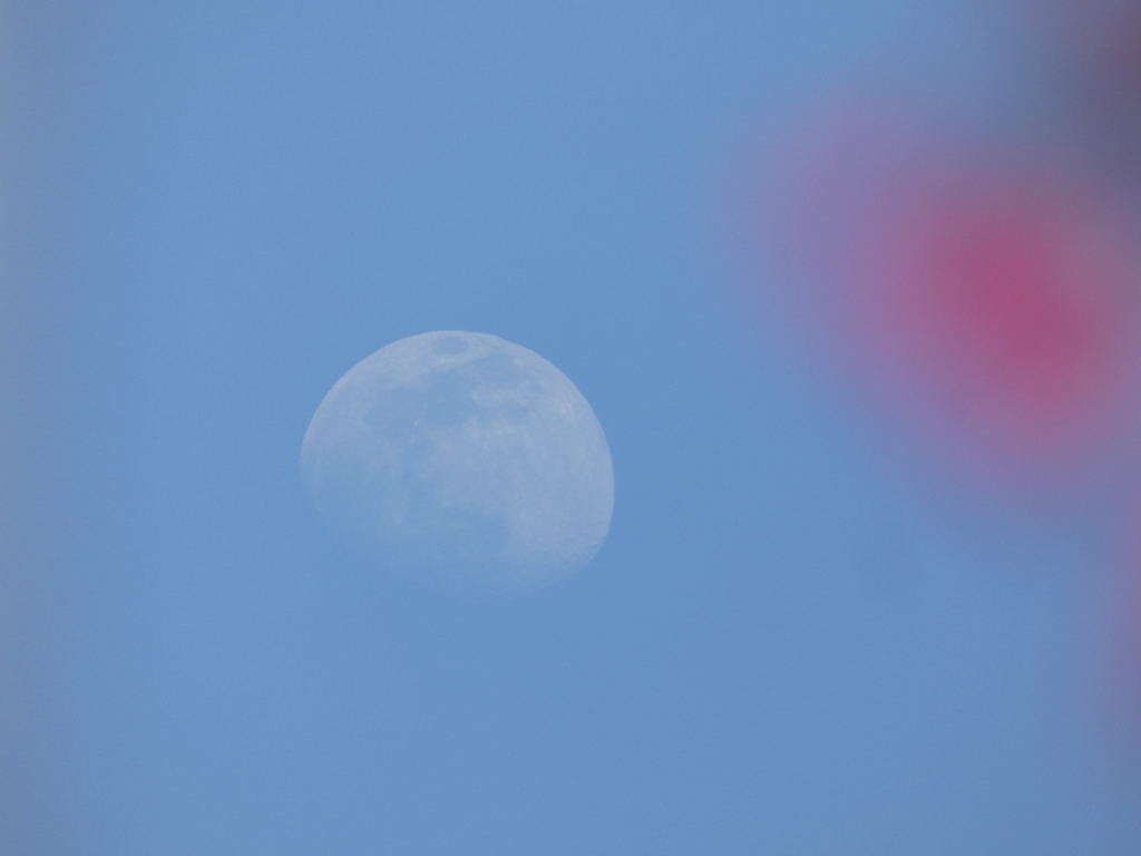 寒緋桜の色と昼間の月