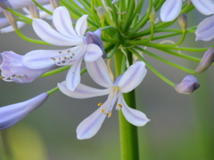 アガパンサスの蕊