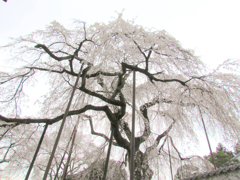 秩父三峰の青雲寺の白い枝垂桜