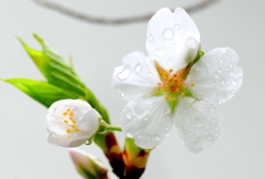 雨の大島桜の蕊と