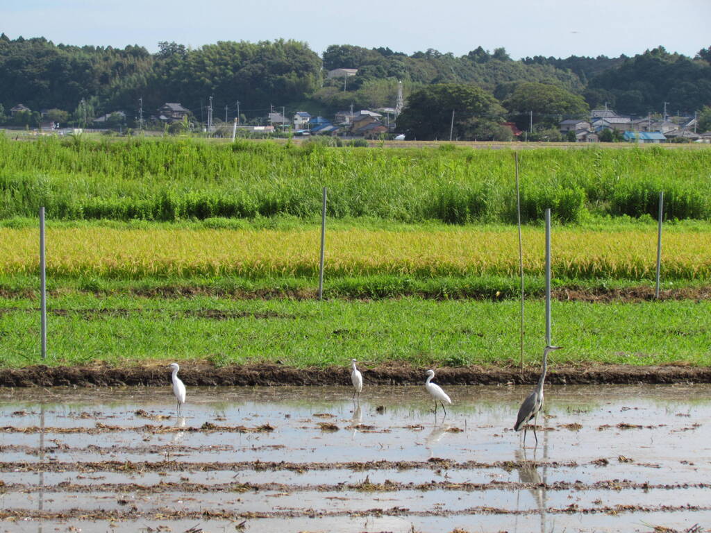 霞ヶ浦の水田の鳥たちの風景