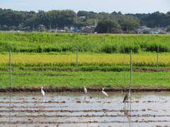 霞ヶ浦の水田の鳥たちの風景
