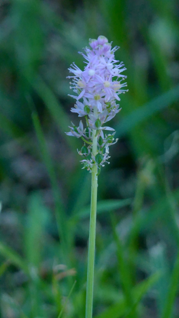 コオロギの音と初秋の