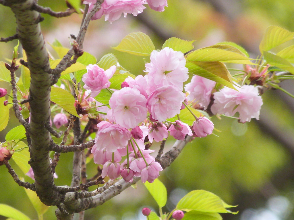 葉が出てから咲く桜紅時雨