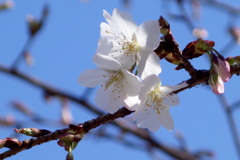 上野の吉野の山桜3輪