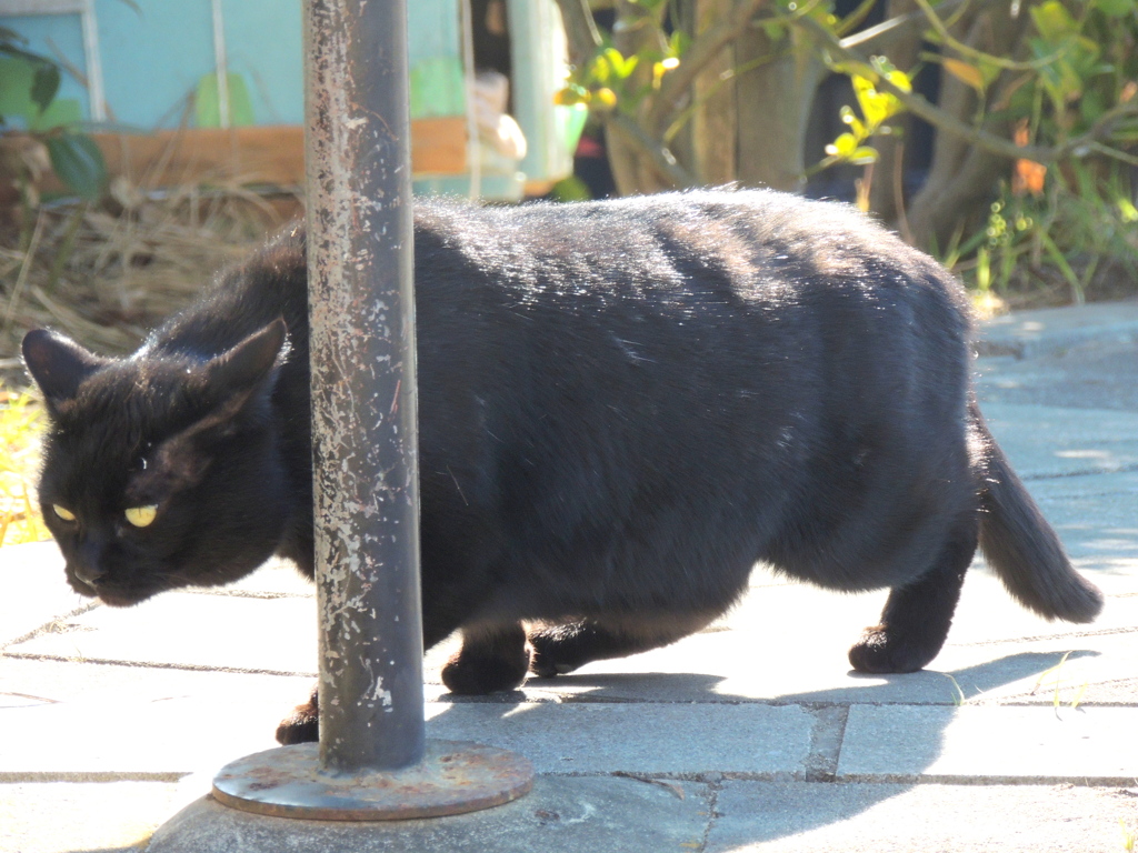 隅田川土手の狙った目の黒猫