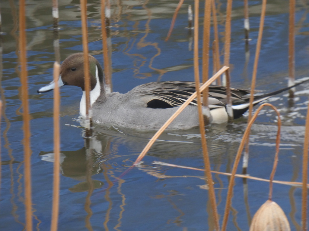 不忍池のオナガガモ