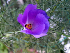 千住のブルーハイビスカス