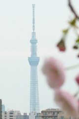 荒川土手高速下の一葉と東京スカイツリー