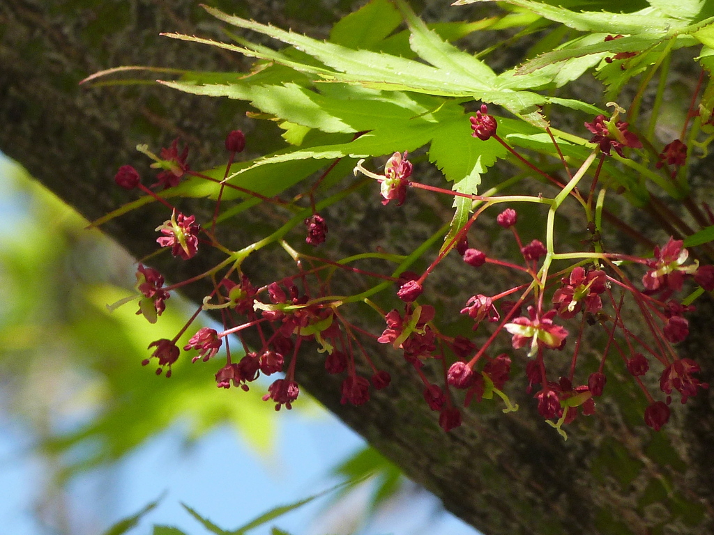 向島の花をつけた紅葉も