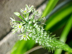 千住の路地に生えるオーニソガラム・ニセカイソウ