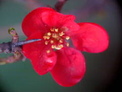 開いた長寿梅（木瓜の盆栽名）