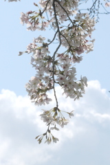 尾竹橋公園のしだれる枝のソメイヨシノと大きな白雲