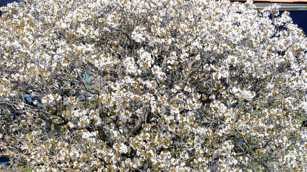大島桜の園芸品種といわれている駿河台匂