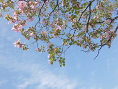 荒川自然公園の赤いハナミズキの空