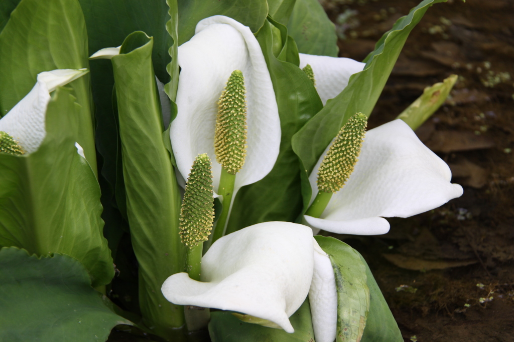 水芭蕉
