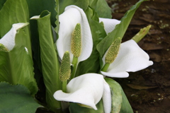 水芭蕉