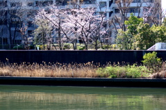 隅田川の春の一つの風景