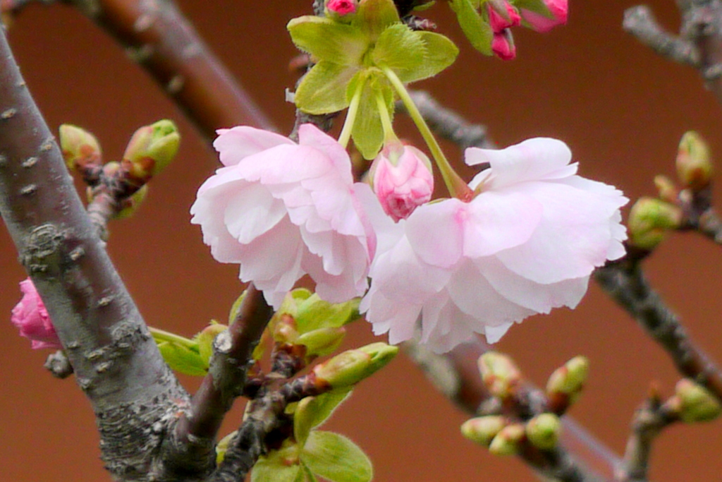 関山桜に似た麒麟桜が咲き始めた
