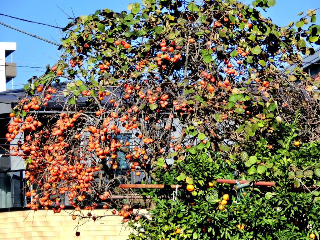 中央本町のの木から飛び出したたくさんの柿の実