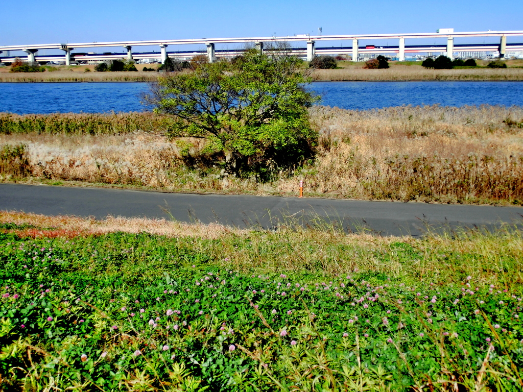 初冬の荒川の土手から見えた植物の植生の変化