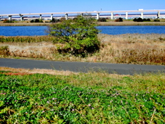 初冬の荒川の土手から見えた植物の植生の変化